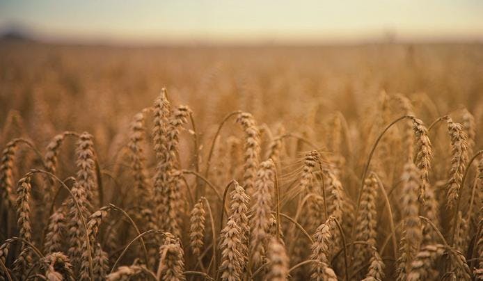 an image of whole grains on a field